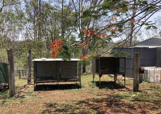 dogs die in cages left unattended rspca inspectorate